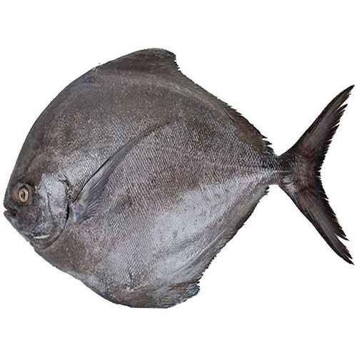 ماهی حلوا سیاه