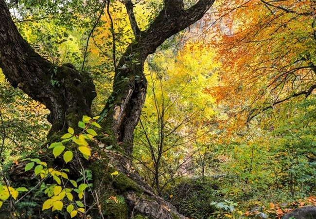 جنگل های پر اصالت هیرکانی