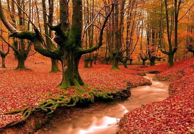 چنگل های هیرکانی