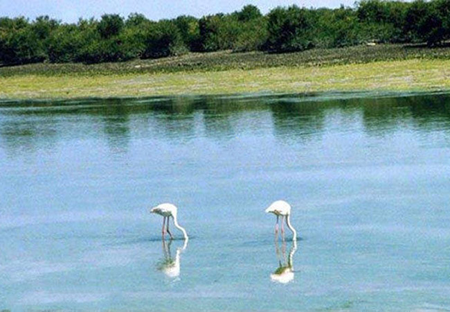 جنگل حرا عسلویه