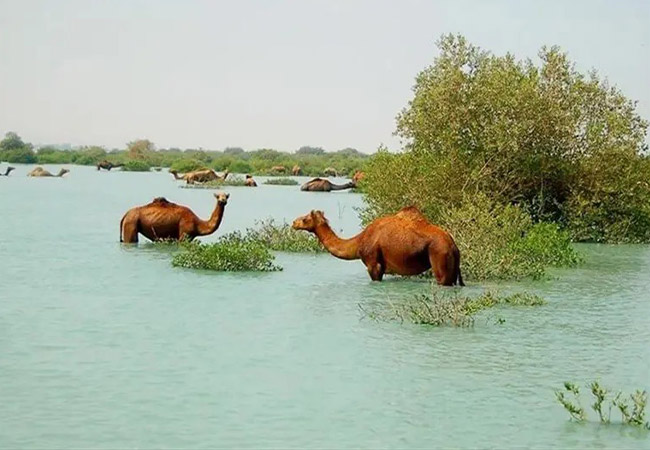 جنگل حرا قشم