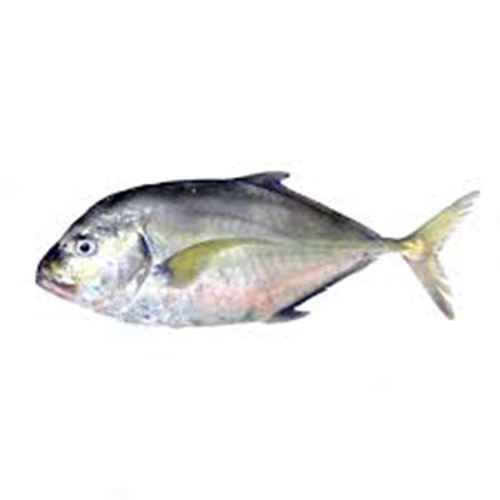 ماهی جش سفید