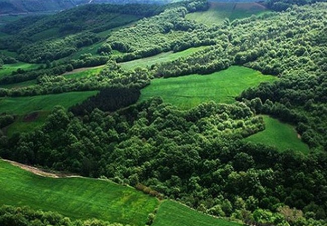 جنگل نقله‌بر رودبار