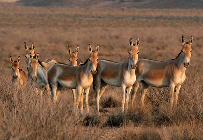 کویر خارتوران