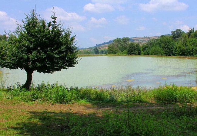 جنگل کوهسارکنده نکا