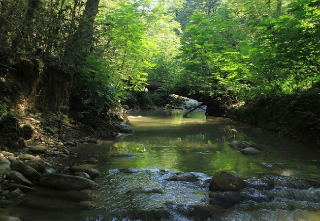 جنگل پلنگ دره قائمشهر