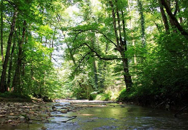 پلنگ دره قائمشهر