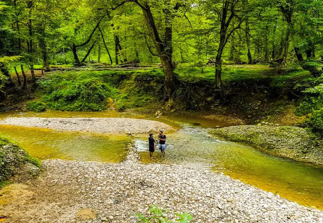 جنگل پلنگ دره 