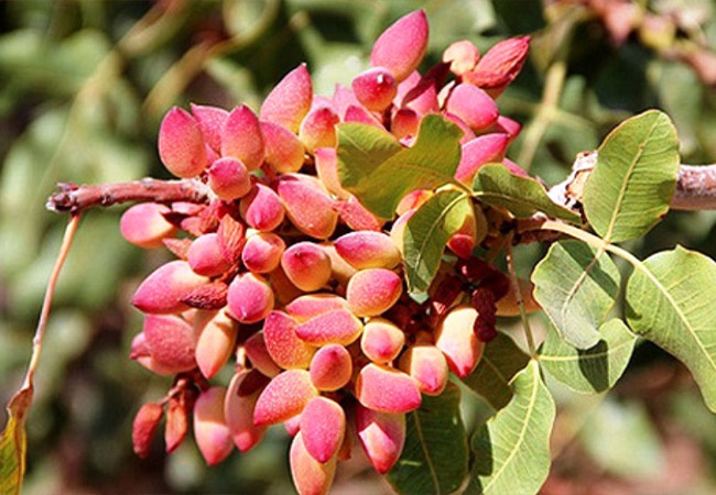 پسته دامغان