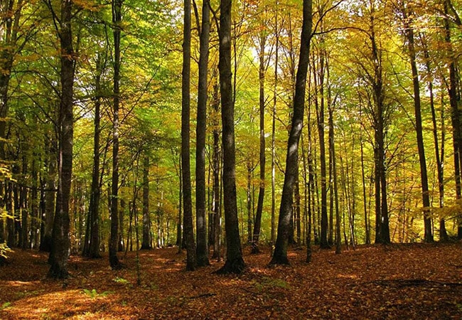 جنگل راش سوادکوه