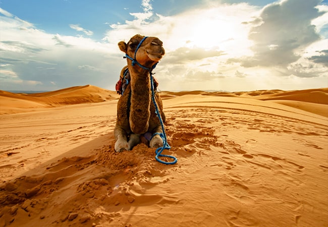 کویر ریگ جن