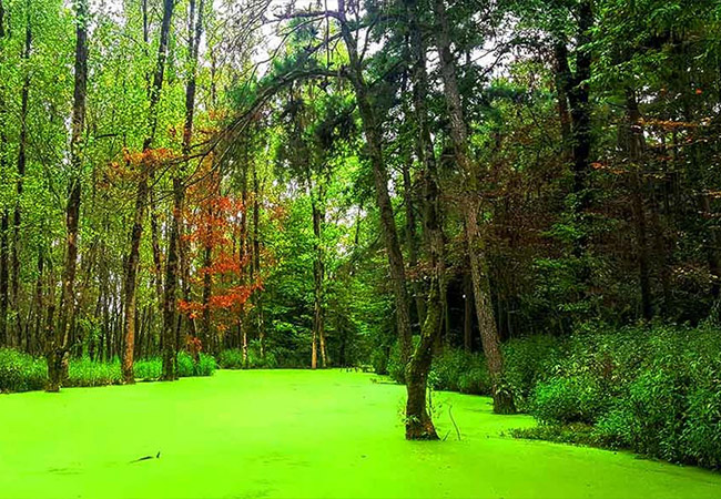 جنگل سراوان 