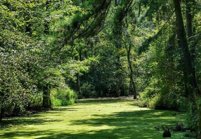 جنگل سراوان رشت