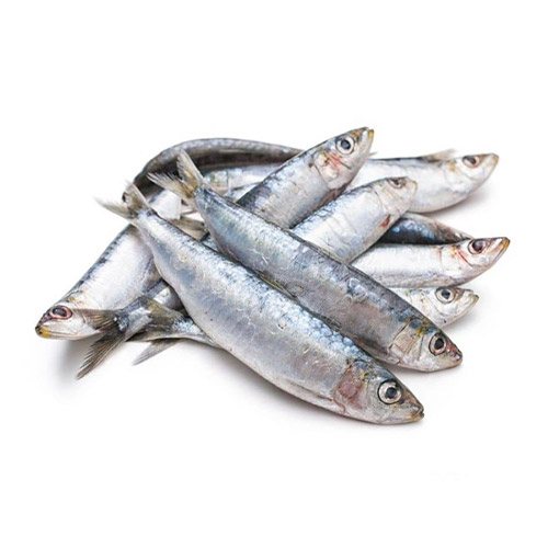 ماهی ساردین