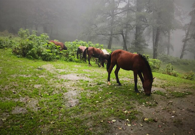 جنگل دالخانی رامسر