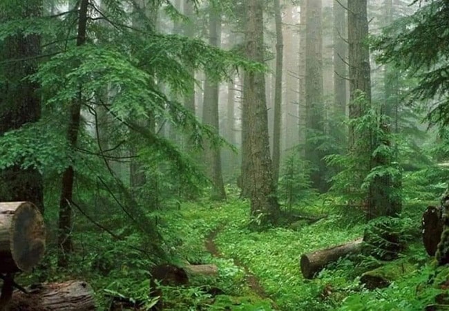 جنگل سی‌سنگان نوشهر