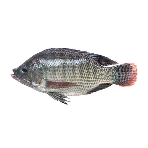 ماهی تیلاپیا