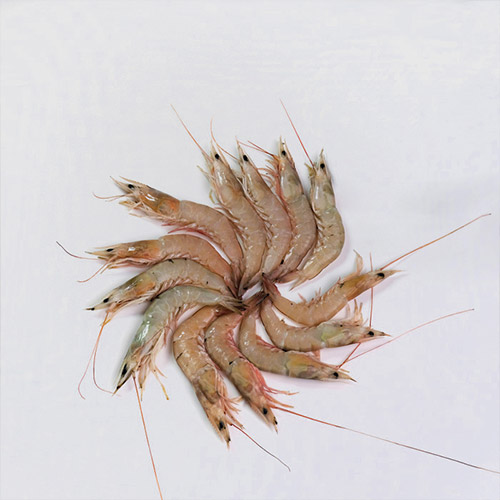 میگوی قهوهای خلیجی