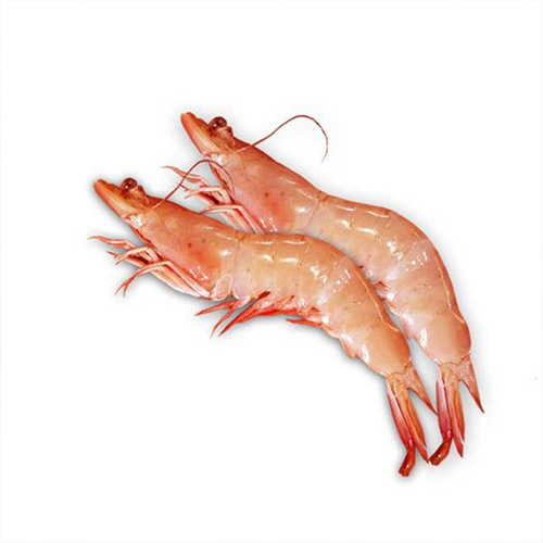 میگوی ورزشی یا بزرگ