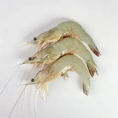 میگوی سرتیز