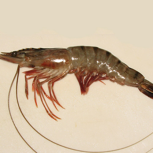 میگوی مونودون